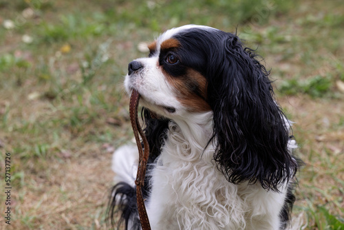 Cavalier King Charles Spaniel holds a leash in his mouth on the road.