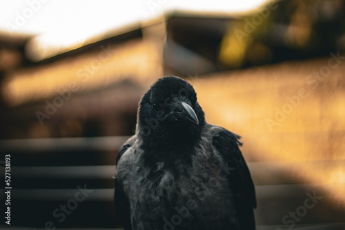 Crow looking in the distance on sunset photo