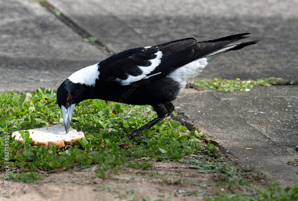 Obraz premium Australian Magpie (Gymnorhina tibicen)