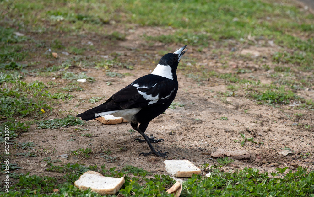 Obraz premium Australian Magpie (Gymnorhina tibicen)