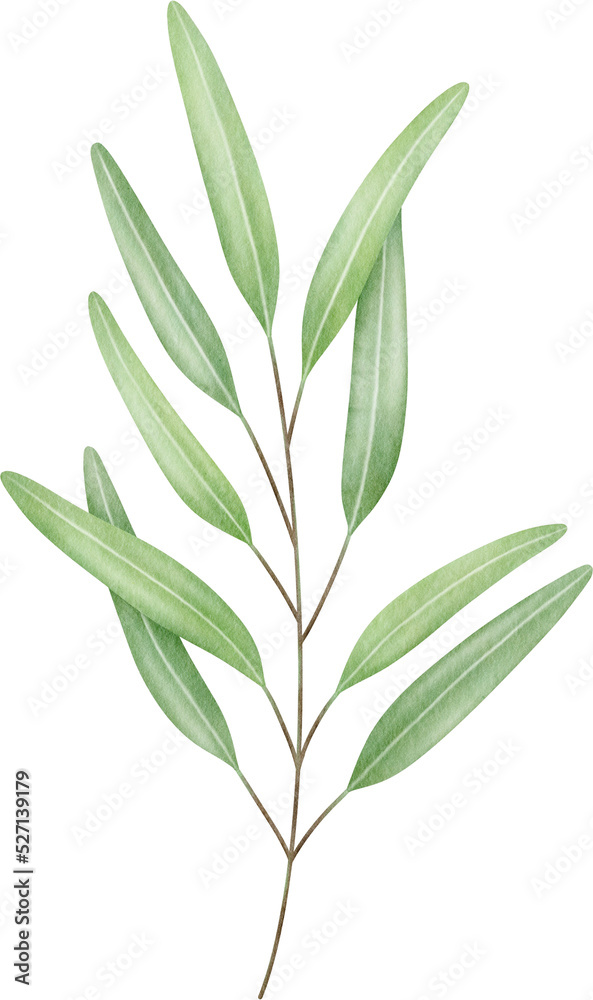 Obraz premium Olive branch watercolor