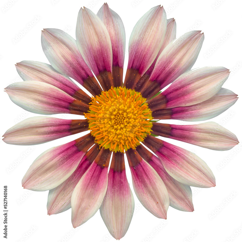 white and purple gazania sun flower transparent isolated from the background