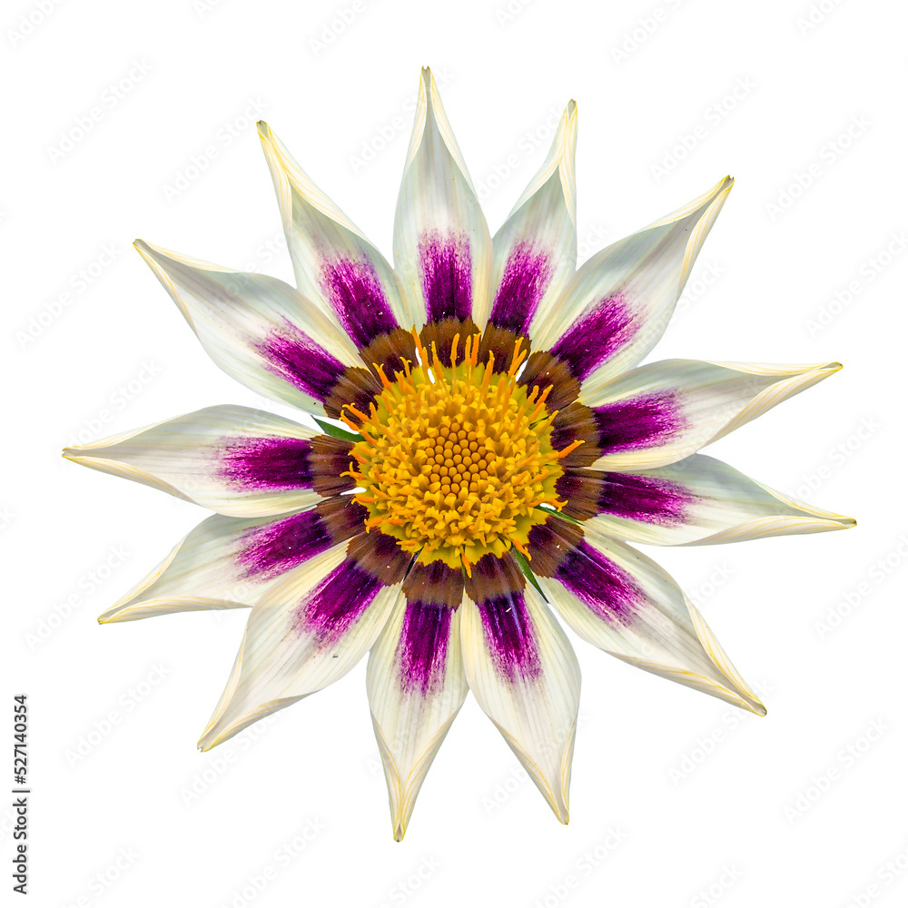 Fototapeta premium white and purple gazania sun flower transparent isolated from the background