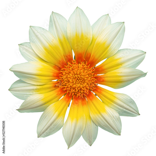 White and yellow sunburst gazania sun flower transparent isolated from the background