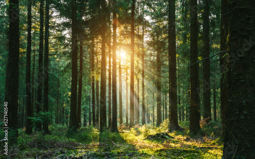 Fototapeta Naklejka Na Ścianę i Meble -  Silent Forest in spring with beautiful bright sun rays