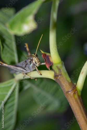 Adult Gray Bird Grasshopper on a Fig Leaf stem