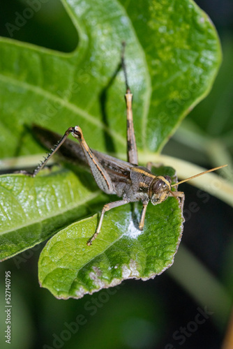 Gray Bird Grasshopper sitting on a Fig Leaf © James Marfleet