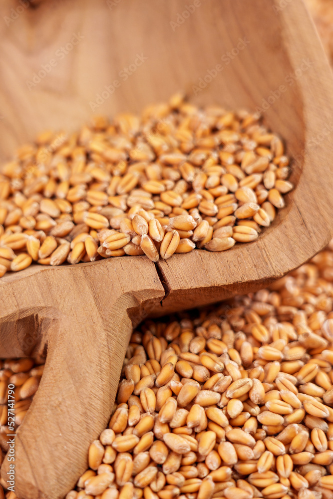 Whole wheat grains in rustic wooden bowl in a pile of raw seeds Whole wheat grains in rustic wooden bowl in a pile of raw seeds