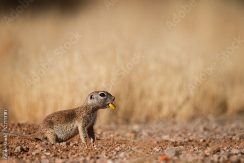 Adorable and cute Arizona round tailed ground squirrel eating a mouthful kernel of corn while being on guard looking for trouble