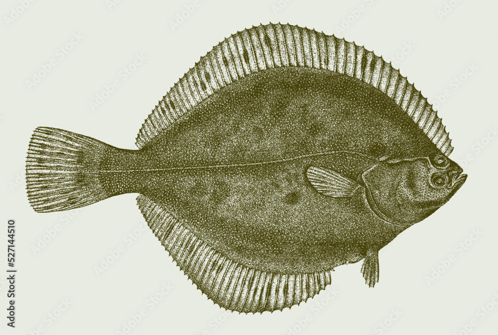 Arctic flounder liopsetta glacialis, marine flatfish in upside view