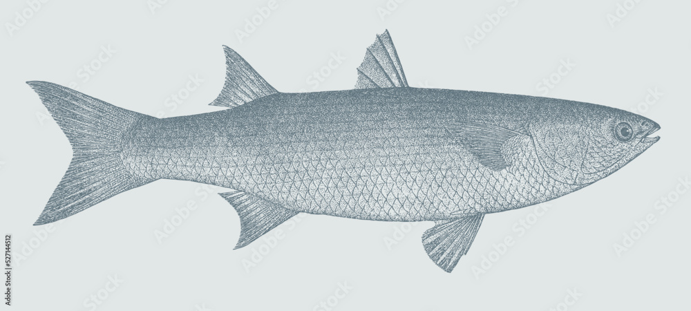 Thinlip grey mullet chelon ramada, marine and freshwater fish in side ...