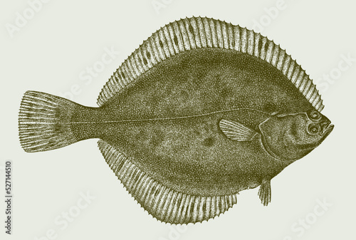 Fototapete Arctic flounder liopsetta glacialis, marine flatfish in upside view