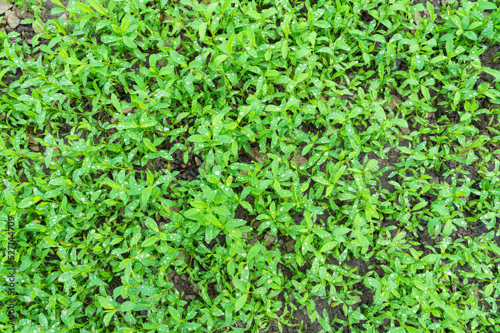 carpet of grass in drops of water carpet of grass in drops of water