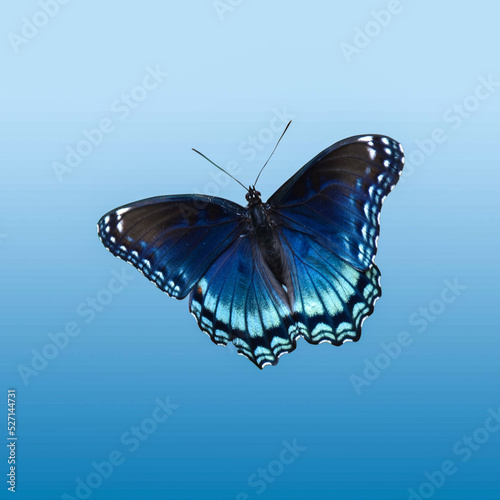 Red spotted purple butterfly on blue