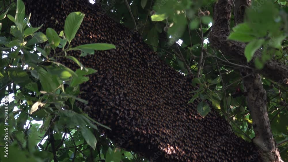A hive of Indian bees in Bharapur reserve
Uttar Pradesh, India 2022
A hive of Indian bees in Bharapur reserve
Uttar Pradesh, India 2022