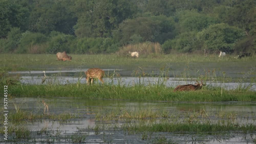 Two Chital resting in the Bharapur reserve Uttar Pradesh india
Uttar Pradesh india, 2022
Two Chital resting in the Bharapur reserve Uttar Pradesh india
Uttar Pradesh india, 2022