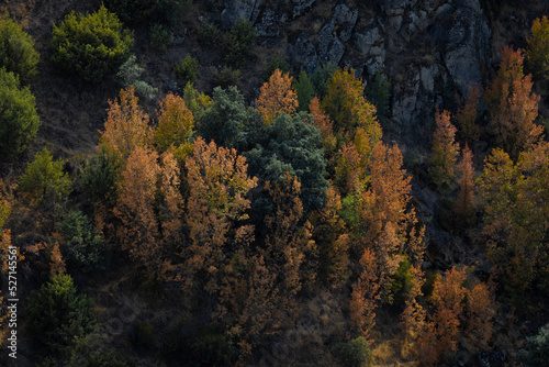 Paisaje de bosque en otoño