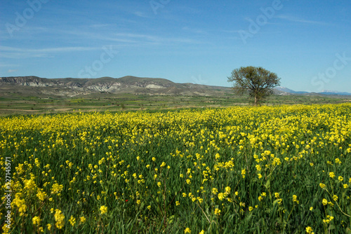 Large flower garden like windows screenshot