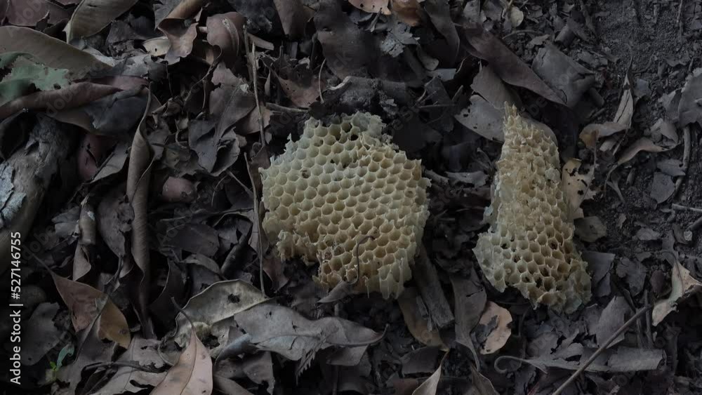 of Indian bees eaten by an animal, India Bharapur reserve