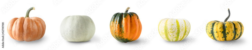 Collection of different pumpkins for Thanksgiving day and Halloween holiday isolated on white background. - obrazy, fototapety, plakaty 