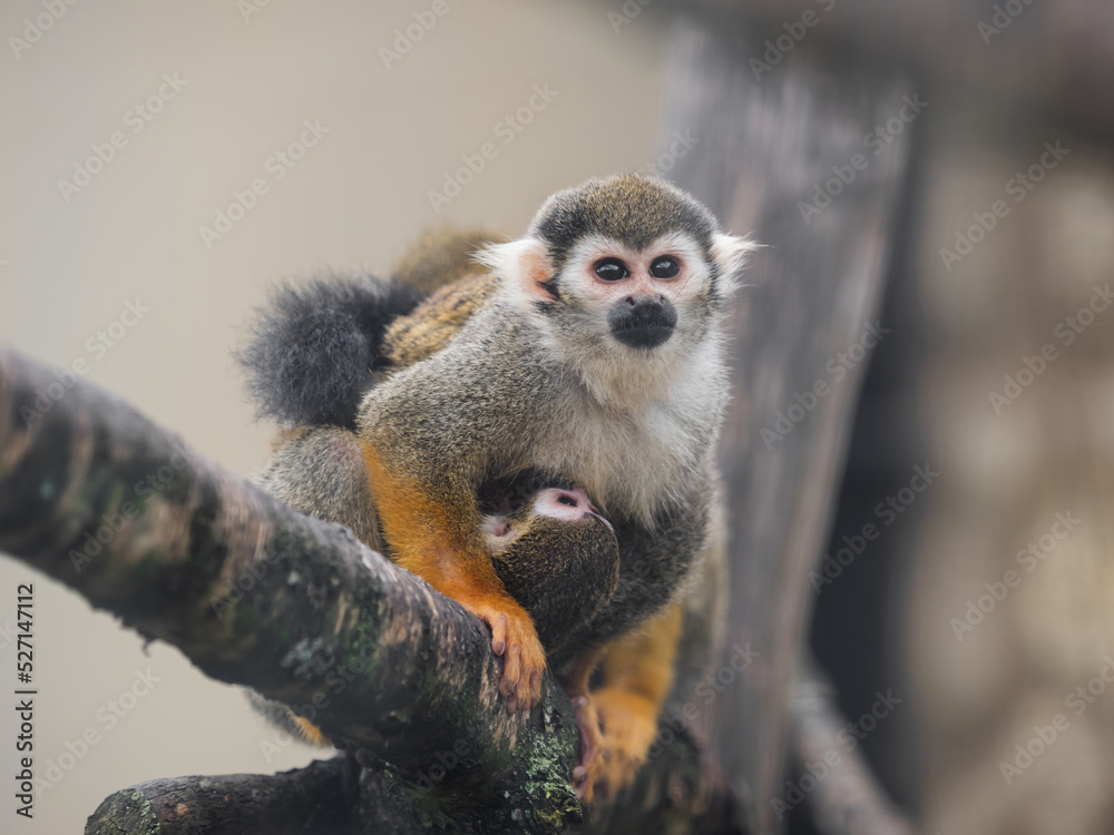 Naklejka premium Family of Common squirrel monkeys. Female and baby Saimiri sciureus are perching on tree branch.