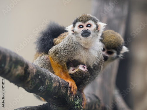 Fotografiet Family of Common squirrel monkeys