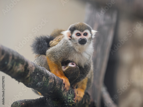Family of Common squirrel monkeys Fototapet