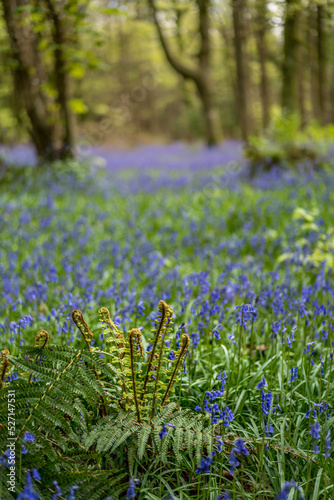 Forest landscape with beautiful bluebells.
