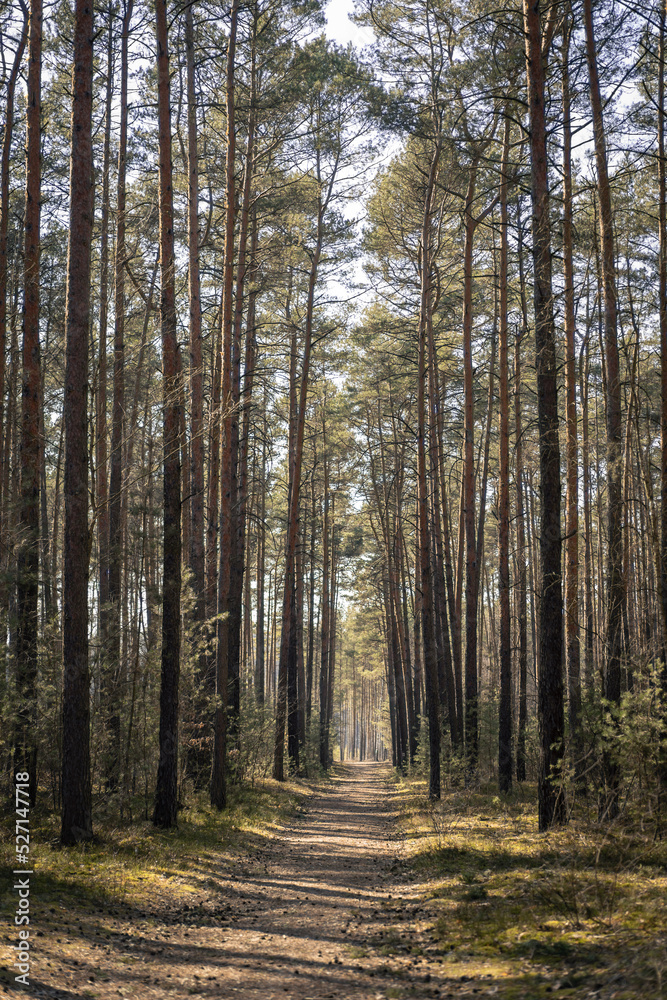 Beautiful summer forest path. The natural landscape of the forest. 