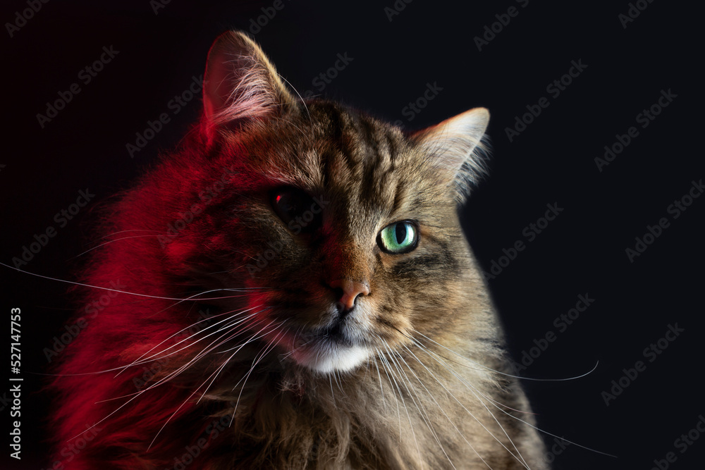 Portrait of cute gorgeous fluffy Siberian cat with big green eyes, close up.