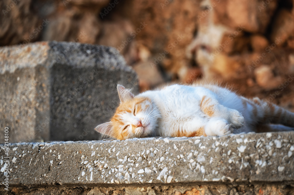 Braune Katze auf Mauer Braune Katze auf Mauer