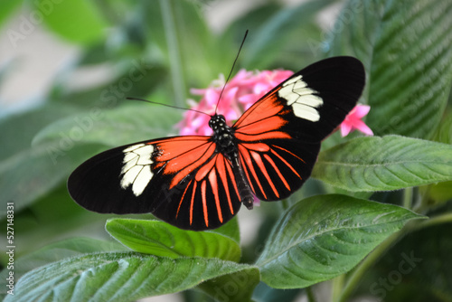 Postman Butterfly