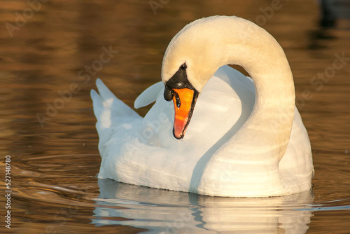 Fototapeta Naklejka Na Ścianę i Meble -  beautiful swan on blue lake water in sunny day during summer, swans on pond, nature series