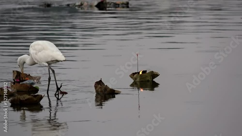 Candle float in Yamuna river with White cattle egret bird
Small candle, carrying god wishes down the river at Sangam, the confluence of the holy Ganges, Yamuna
 photo