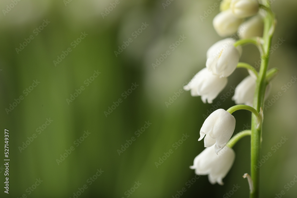 Beautiful lily of the valley on blurred background, closeup. Space for text Beautiful lily of the valley on blurred background, closeup. Space for text