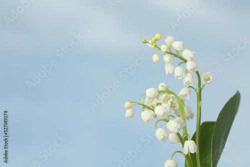 Beautiful lily of the valley flowers against blue sky, closeup. Space for text