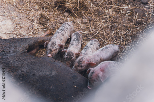 Freshly born baby pigs drink milk at your pig mother