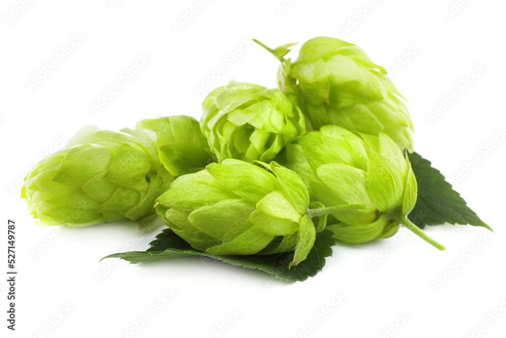 Pile of fresh green hops on white background Pile of fresh green hops on white background