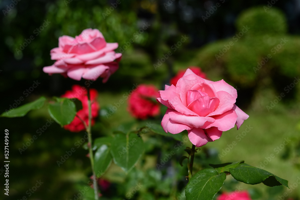 Beautiful pink rose flowers blooming in park, closeup