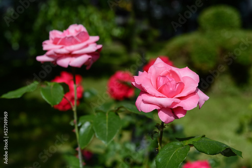 Beautiful pink rose flowers blooming in park, closeup