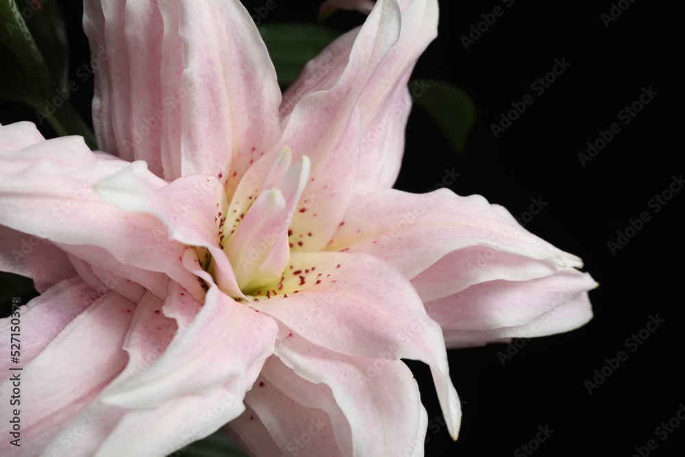 Fototapeta premium Beautiful fresh lily flower on dark background, closeup