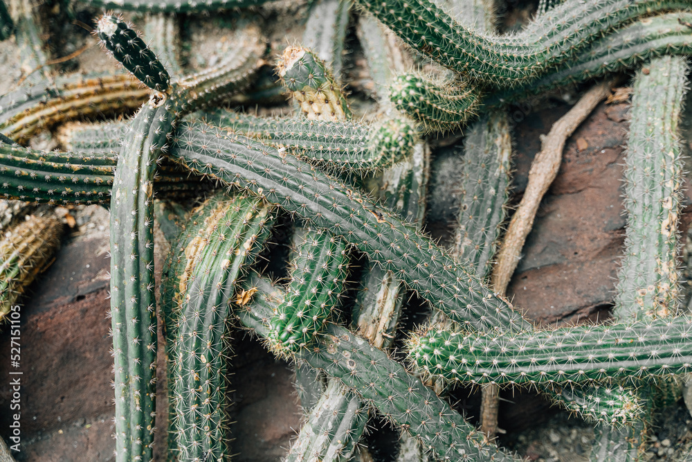 Fototapeta premium Cactus background texture, nature pattern 