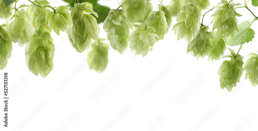 Branches of fresh green hops on white background. Banner design