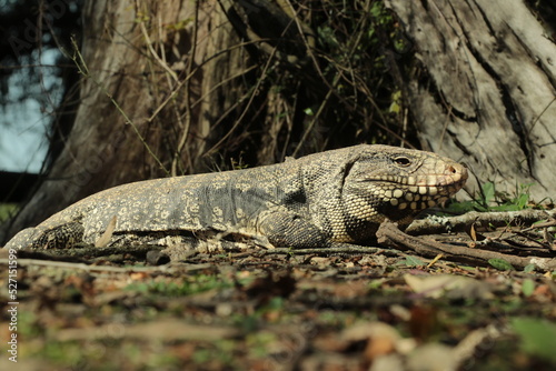 Lagarto overo