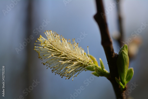 Salix caprea, Saule marsault, 
Pussy Willow photo