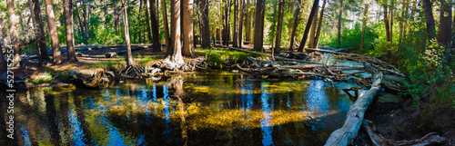 Fototapeta Naklejka Na Ścianę i Meble -  panorama of stream running through grove of pine trees in eastern sierras of california 