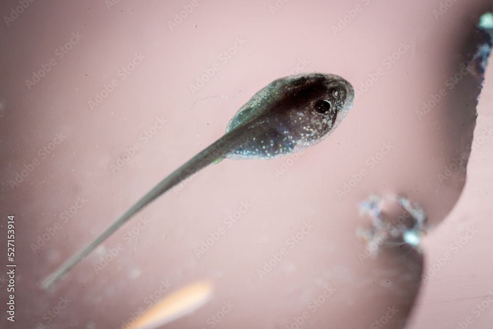 The African bullfrog tadpole in the water The African bullfrog tadpole in the water