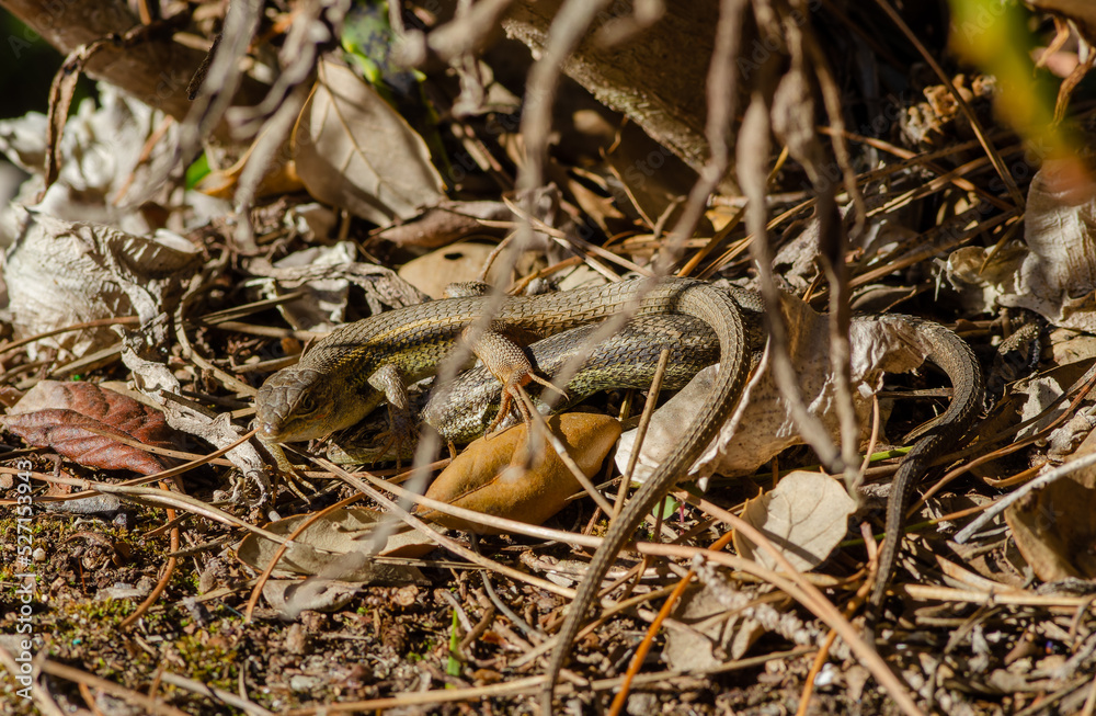 Large Psammodromus lizard. Mating rituals. 