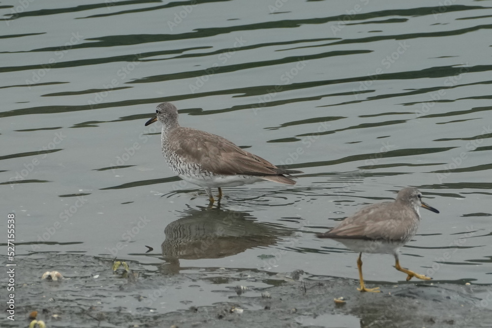 grey tailed tattler is hunting a crab grey tailed tattler is hunting a crab
