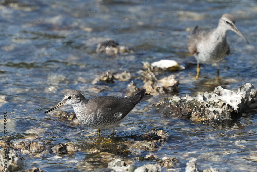 grey tailed tattler is hunting a crab grey tailed tattler is hunting a crab